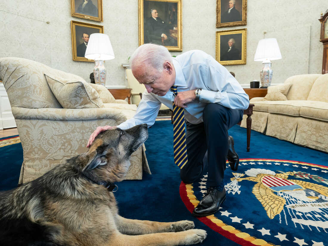 The Bidens have announced the death of Champ, their ‘adoring’ German Shepherd.