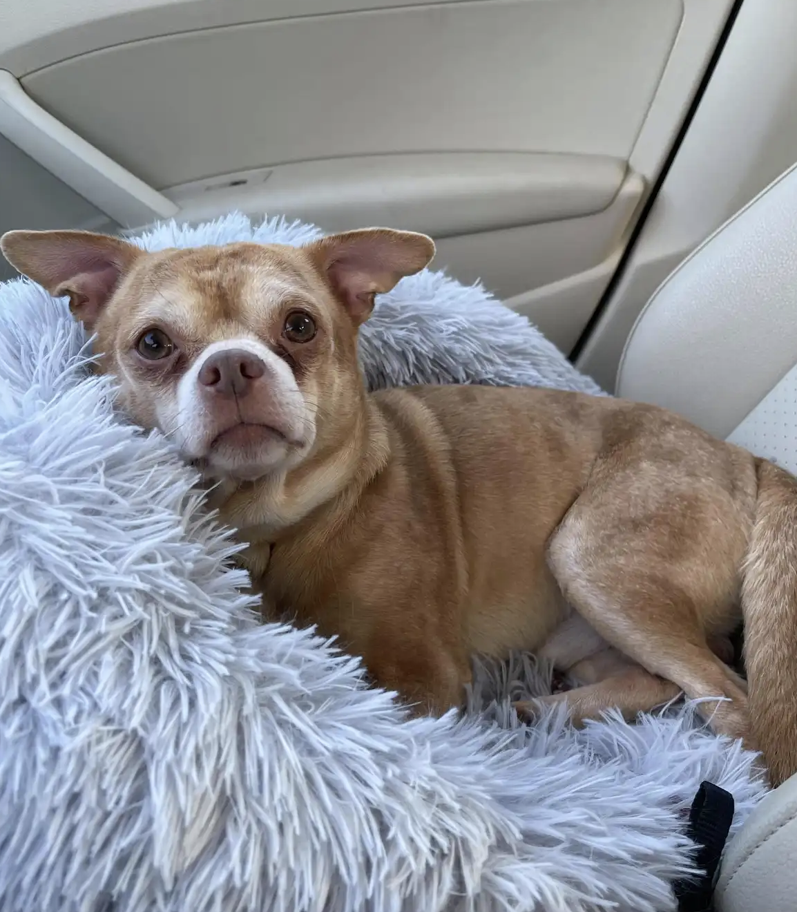 After a viral Facebook post, a dog that put his family through a ‘demonic Chihuahua hellscape’ was adopted.