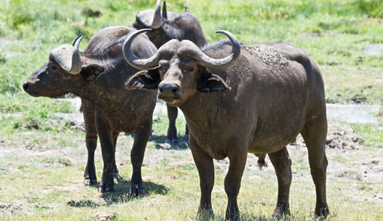 The Rancher’s New Bull: A Funny Farm Tale