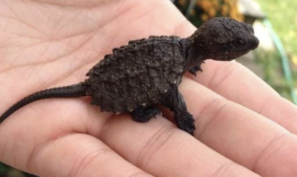 A Remarkable Rescue: Young Girl Saves Endangered Lizard in the Forest