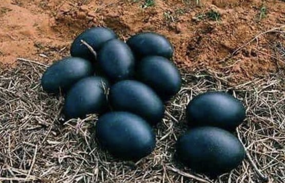 The Mysterious Black Eggs
