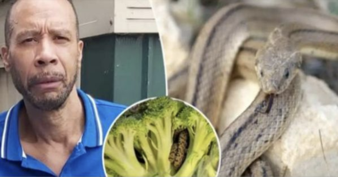 Man Finds Snake in Bag of Broccoli: A Shocking Encounter