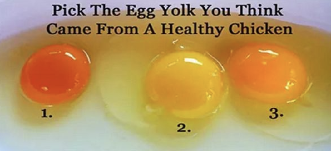 Making Healthier Choices: Selecting Quality Eggs