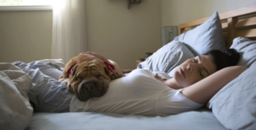 Sleeping Better Next to Dogs: The Key to Quality Sleep