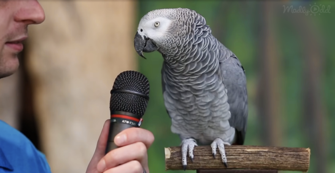 The Intelligent Parrots of the Animal Kingdom