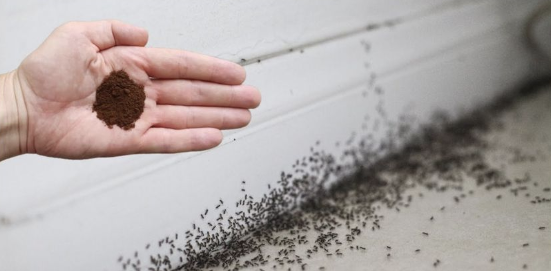 Say Goodbye to Ants in Your Home!