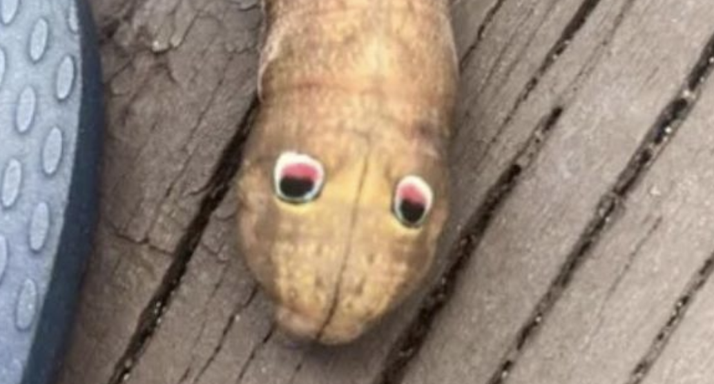 Uncovering Nature’s Secrets: The Googly-Eyed Hawkmoth Caterpillar