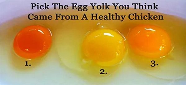 Tips for Choosing Quality Eggs