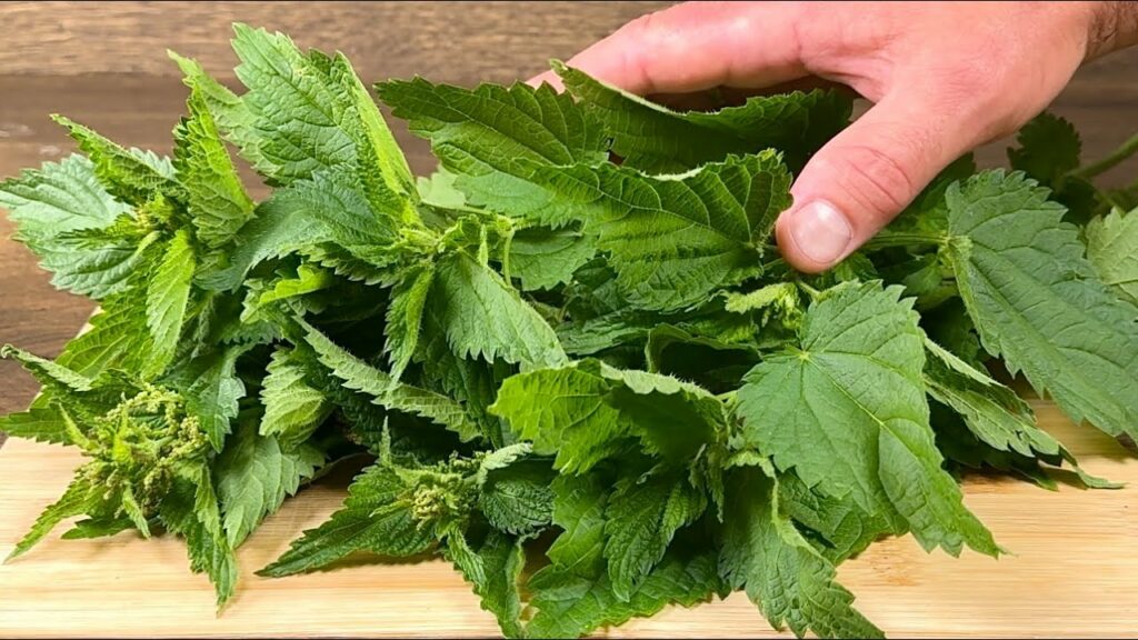 Rediscover the Power of Nettles: A Natural Solution for Healthy Blood Sugar Levels