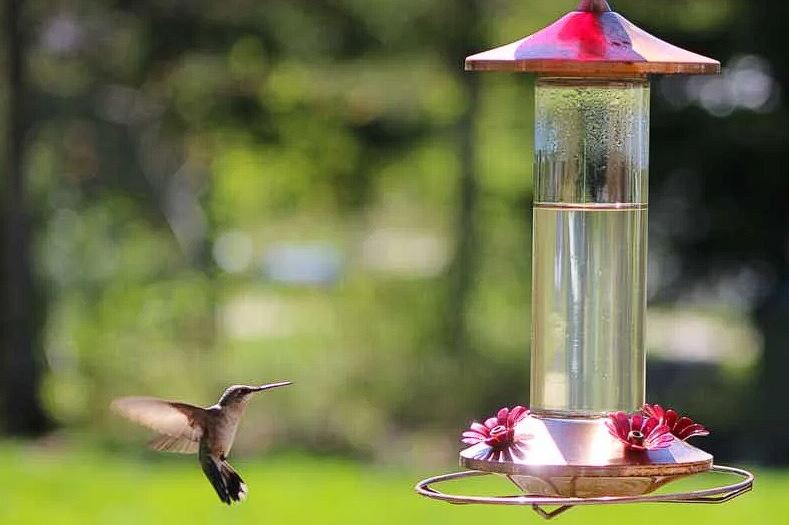 Hummingbird Feeders: A Lifeline for Delicate Creatures